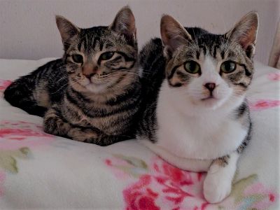 マコちゃんココちゃん