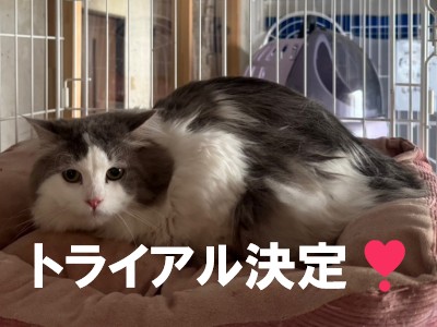 マーク君