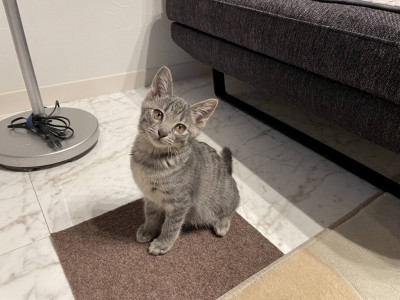 アメリアちゃん