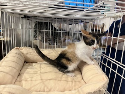 つぶあんちゃん