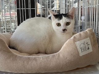 わたあめちゃん