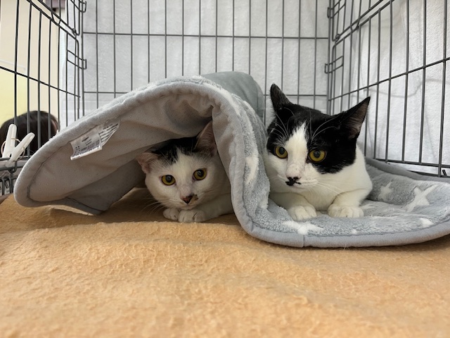 わたあめちゃん