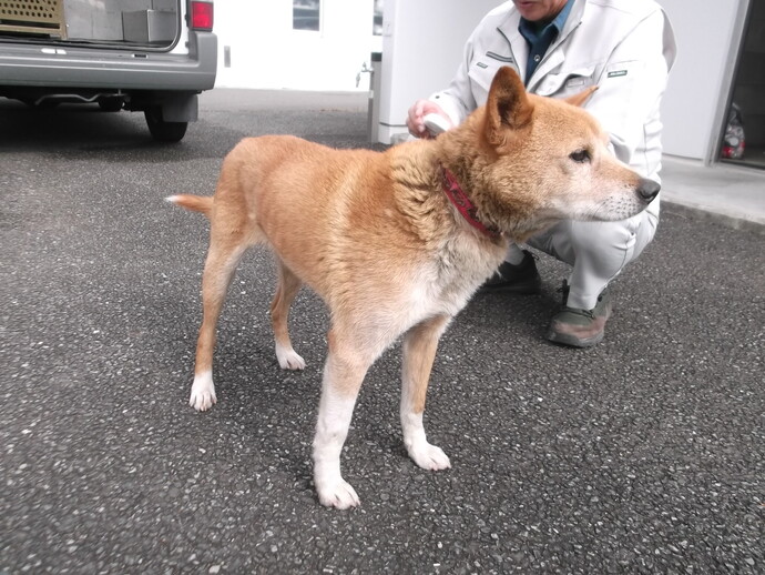 犬の写真