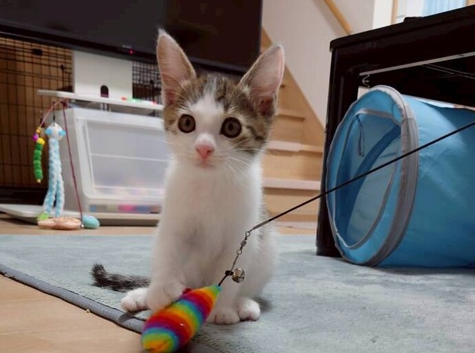 猫の写真