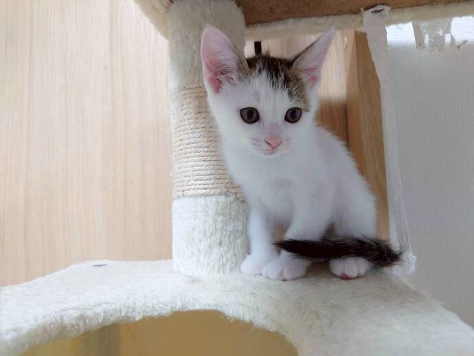 猫の写真