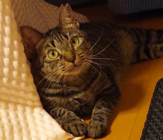 猫の写真