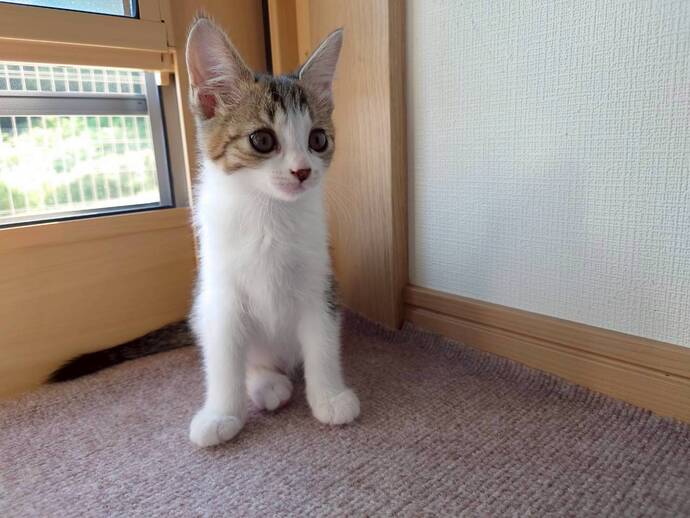 猫の写真