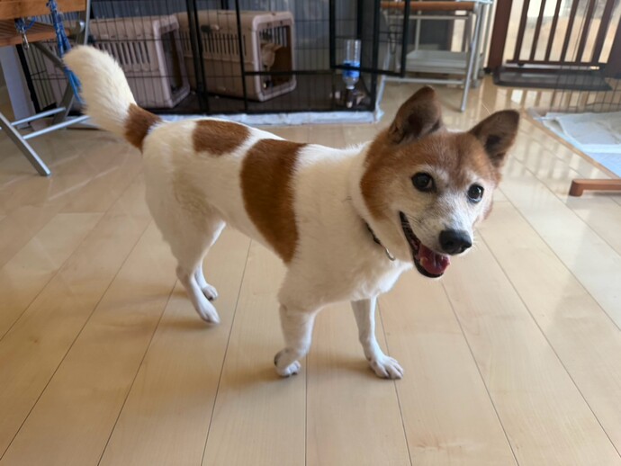 犬の写真