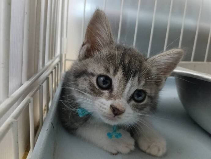 猫の写真