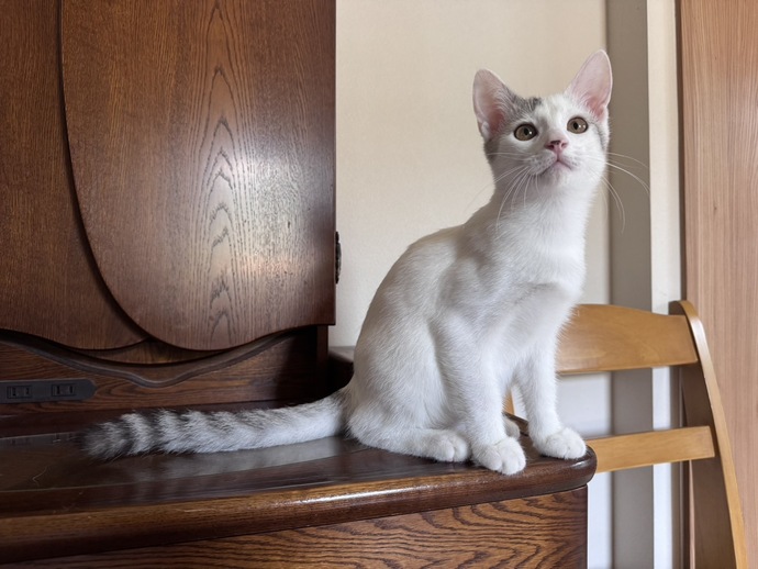 猫の写真