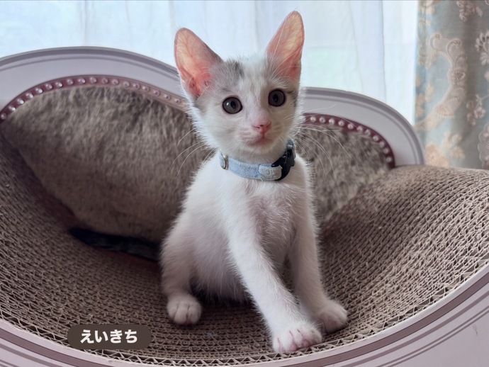 猫の写真