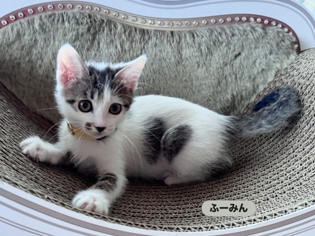 猫の写真