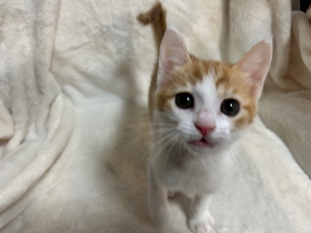 猫の写真