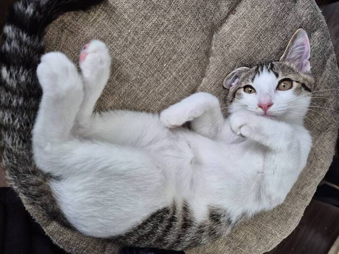 猫の写真