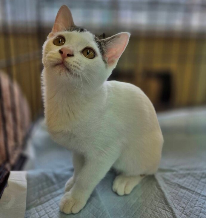 猫の写真
