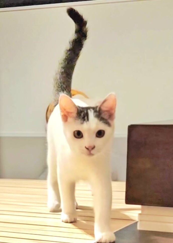 猫の写真