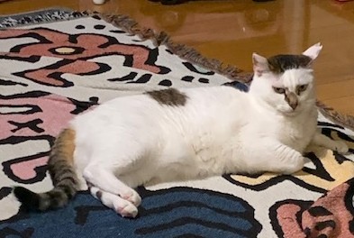 猫の写真