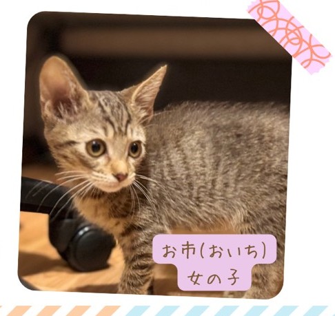 猫の写真
