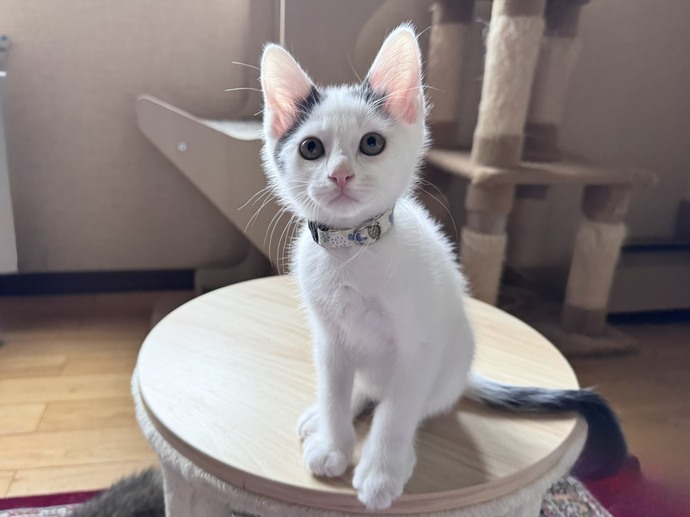 猫の写真