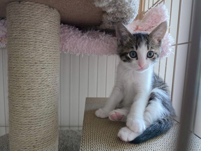 猫の写真