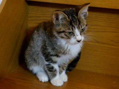 猫の写真
