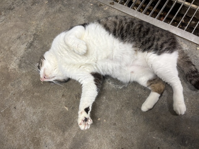 ごろごろするカイノ君