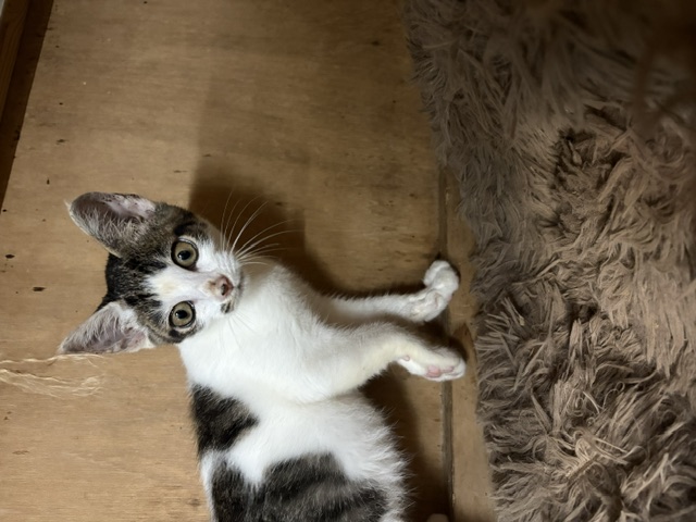 猫の写真