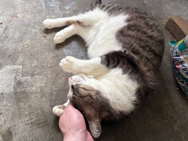 サメとヴィトくん