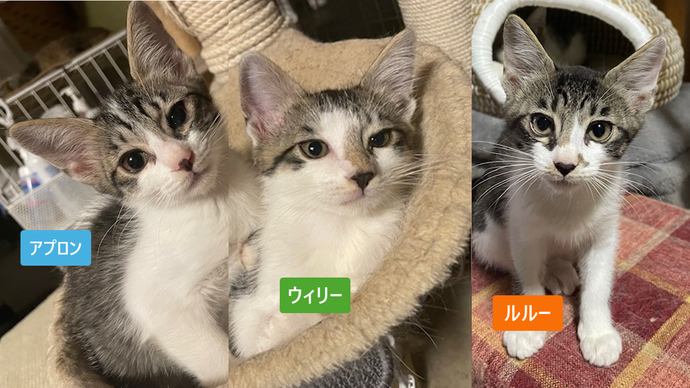 アプロン、ウィリー、ルル―