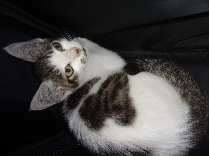 保護猫の写真