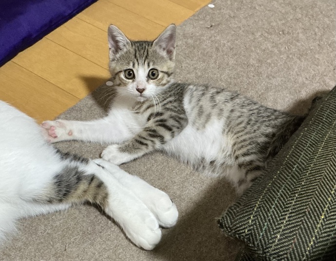 チボーの写真