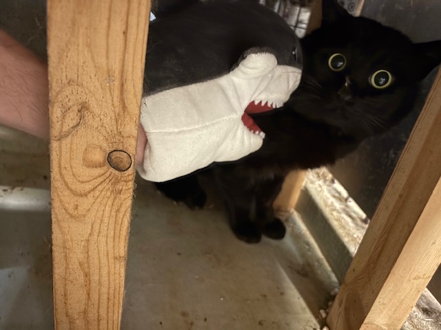 猫の写真