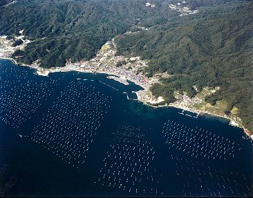 大沢漁港の航空写真