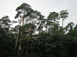 アカマツ林の写真
