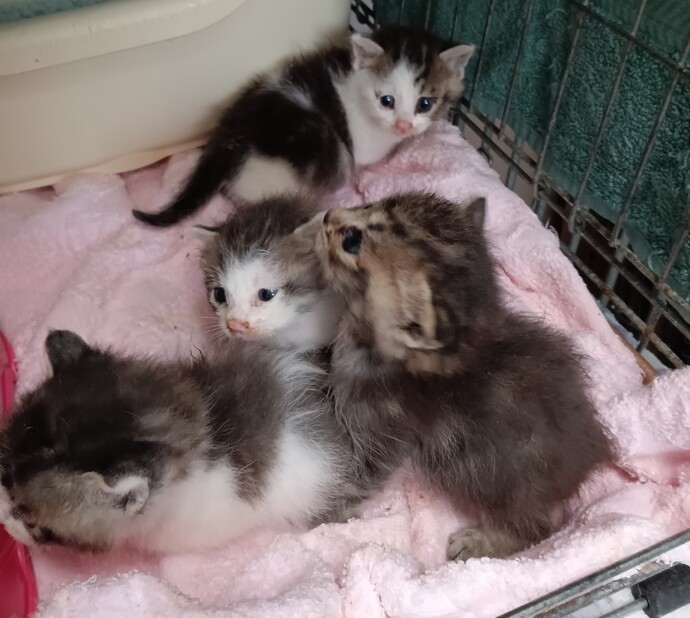 もとの飼い主を探している猫の写真