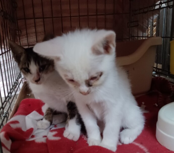 もとの飼い主を探している猫の写真