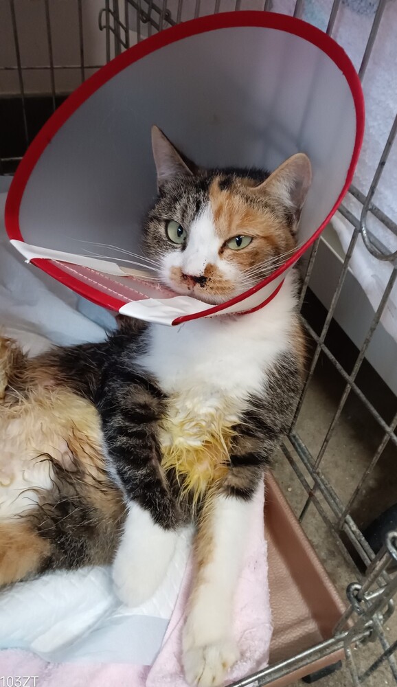 もとの飼い主を探している猫の写真