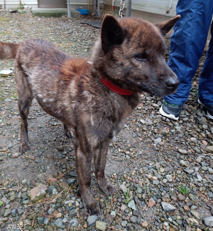 もとの飼い主を探している犬の写真