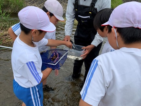 令和元年6月27日　中野小学校　簗川いきもの調査の写真3