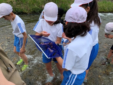 令和元年6月27日　中野小学校　簗川いきもの調査の写真4