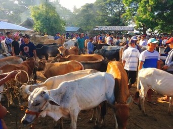 写真：家畜市場