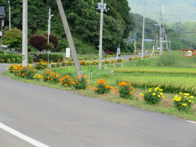 植栽活動2ヶ月後のフラワーロード（写真）