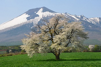 冠雪した岩手山を背景に満開の桜がある写真