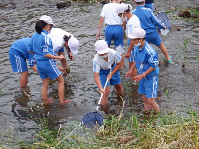 令2年6月25日　中野小学校　簗川いきもの調査の写真1