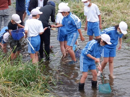 令和2年6月25日　中野小学校　簗川いきもの調査の写真6