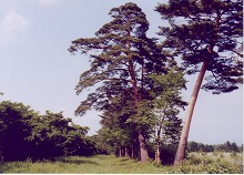 矢巾町の県営煙山森林公園県立林業技術センターから見る稲荷街道12間（21.6m）街道・松並木の大樹群の景観