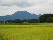 紫波町日詰上新田の町道から見る水田と東根山の景観