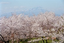 紫波町城山公園から見る満開の桜をバックにした岩手山の景観