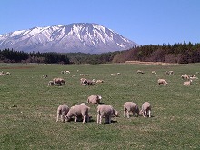 雫石町小岩井農場から見る岩手山の景観