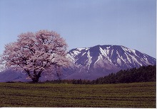 雫石町小岩井農場内（雫石町道雫石環状線）から見る一本桜と岩手山の景観